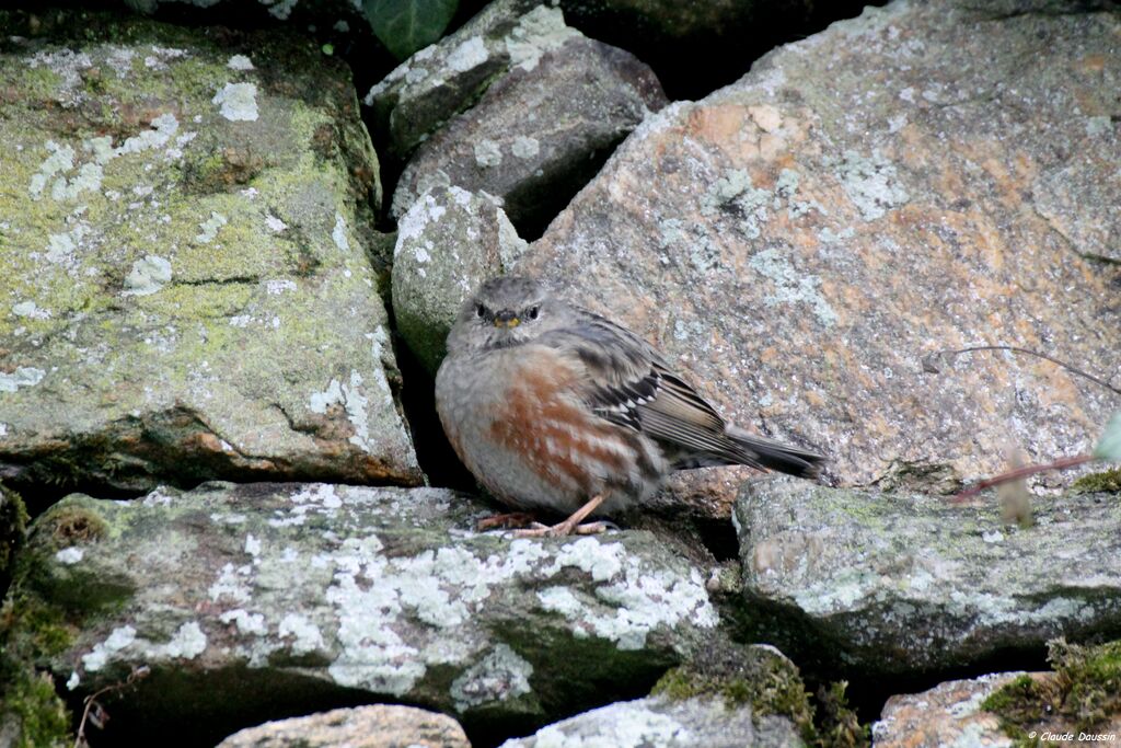 Alpine Accentor