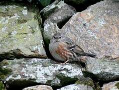 Alpine Accentor