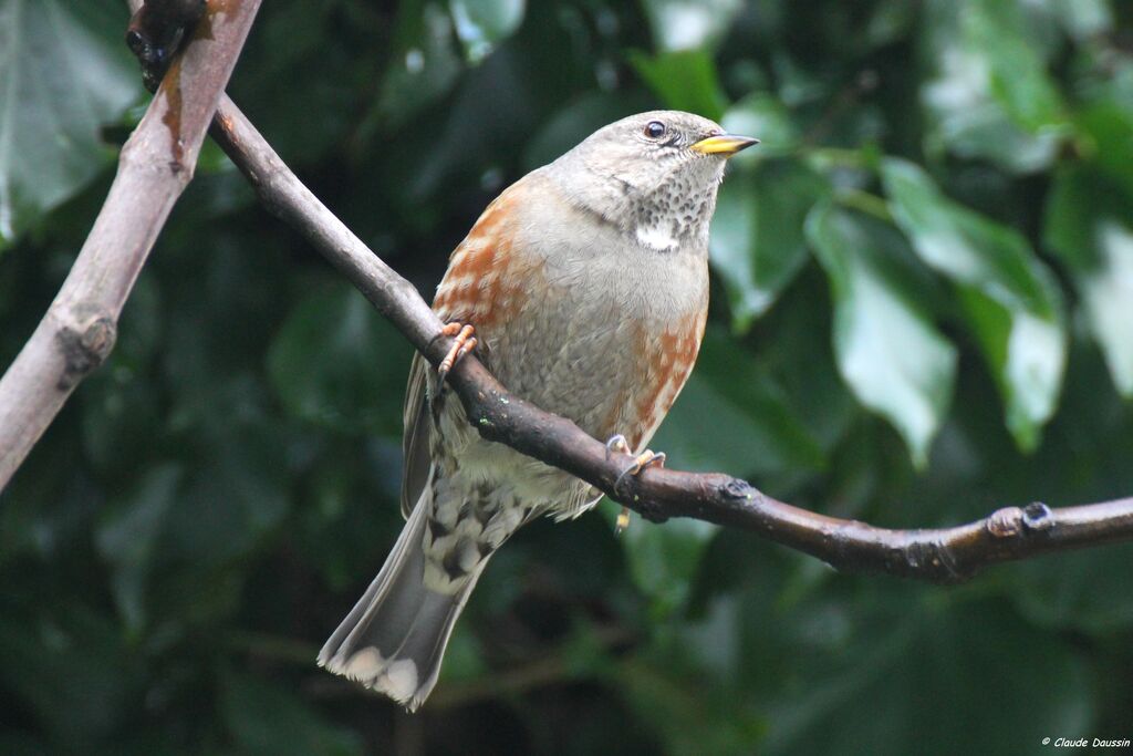 Alpine Accentor