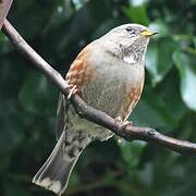 Alpine Accentor