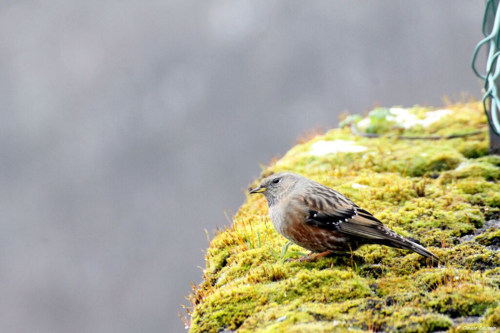 Alpine Accentor