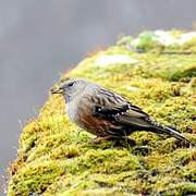 Alpine Accentor