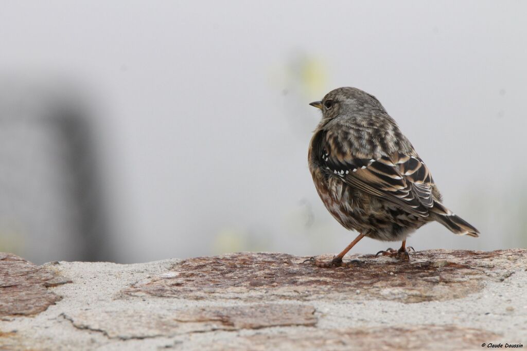 Alpine Accentor