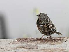 Alpine Accentor