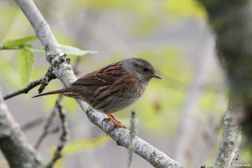 Dunnock