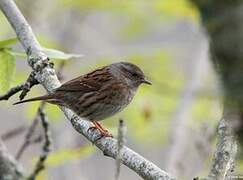 Dunnock