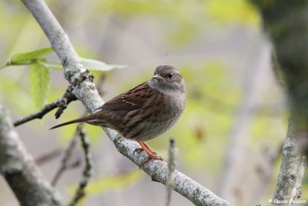 Dunnock