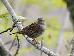 Dunnock