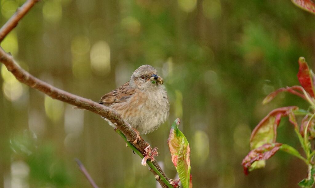 Dunnock