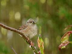 Dunnock