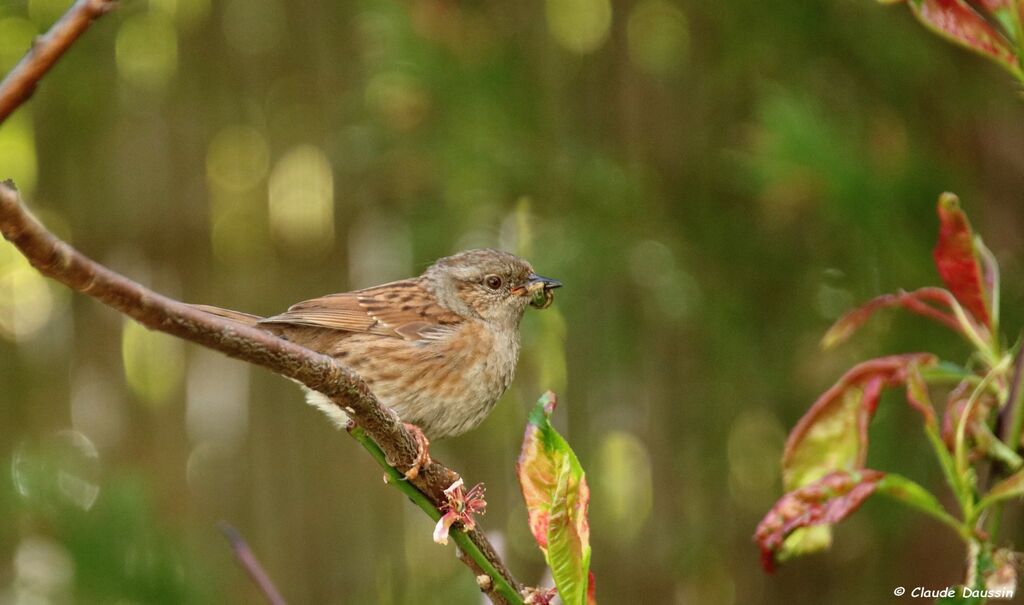 Dunnock