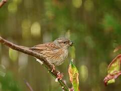 Dunnock