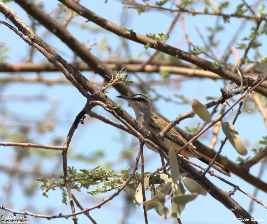 Kalahari Scrub Robinadult, habitat, camouflage