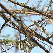 Kalahari Scrub Robin