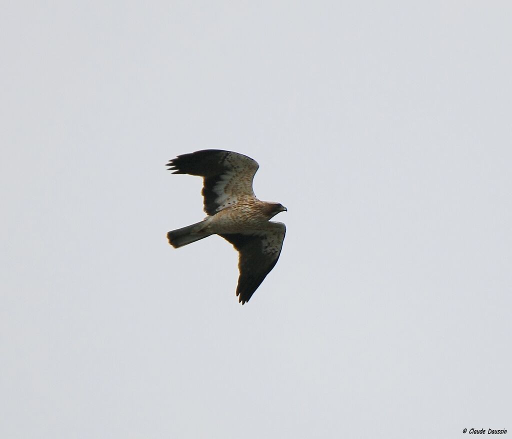 Booted Eagle