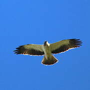 Booted Eagle