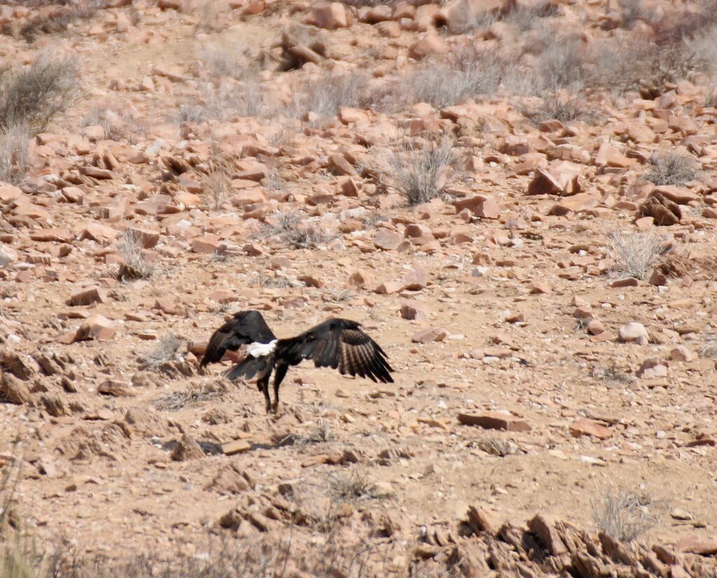 Verreaux's Eagle