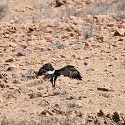 Verreaux's Eagle