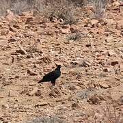 Verreaux's Eagle