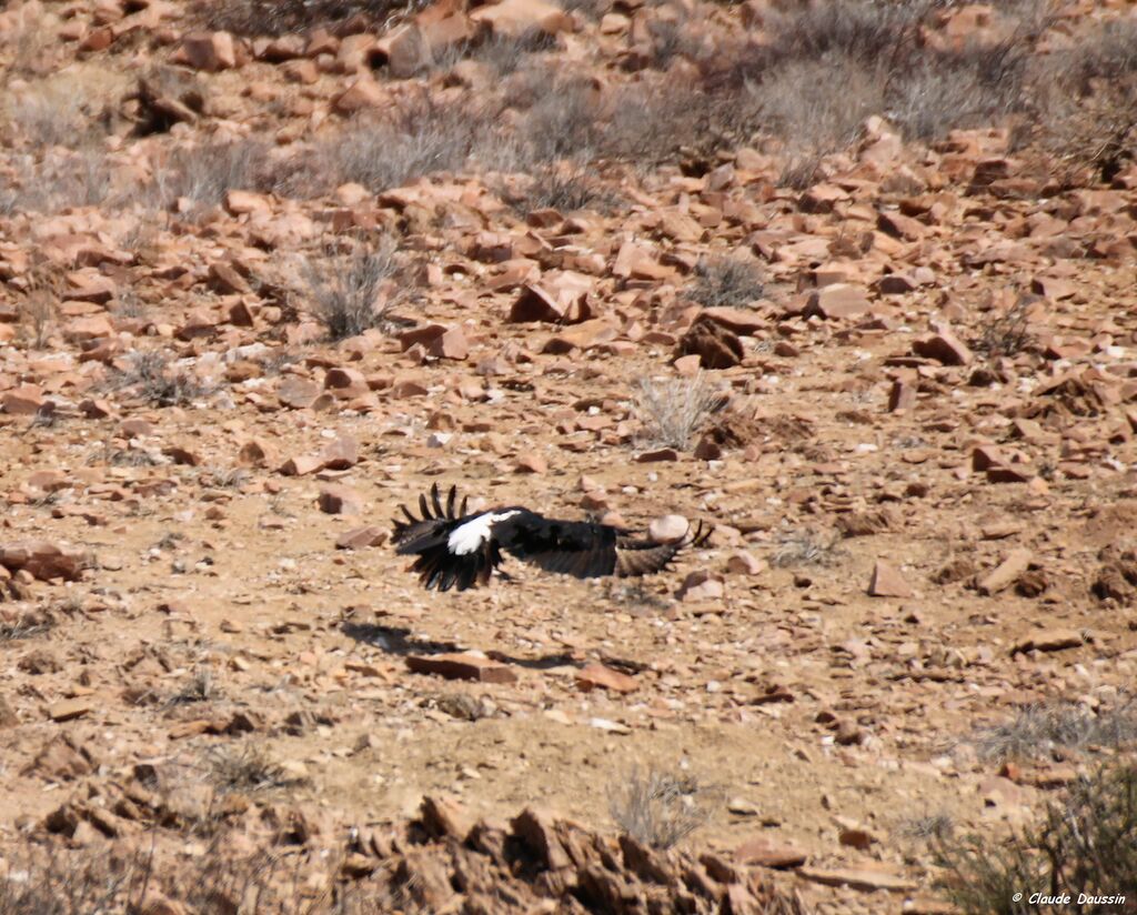 Verreaux's Eagle