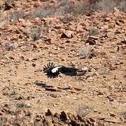 Verreaux's Eagle