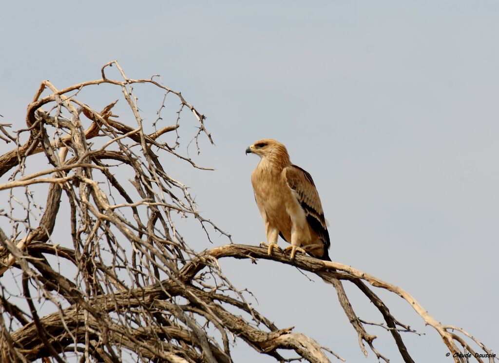 Aigle ravisseur