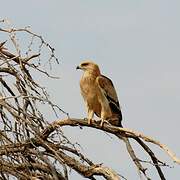 Tawny Eagle