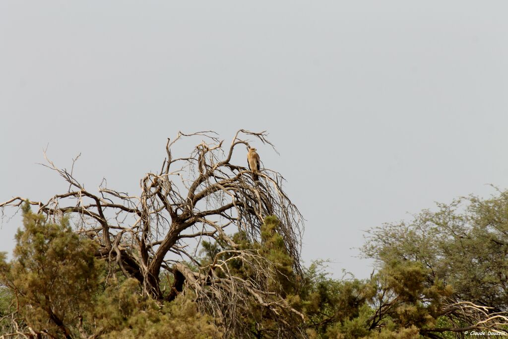 Tawny Eagle