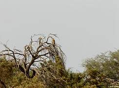 Tawny Eagle