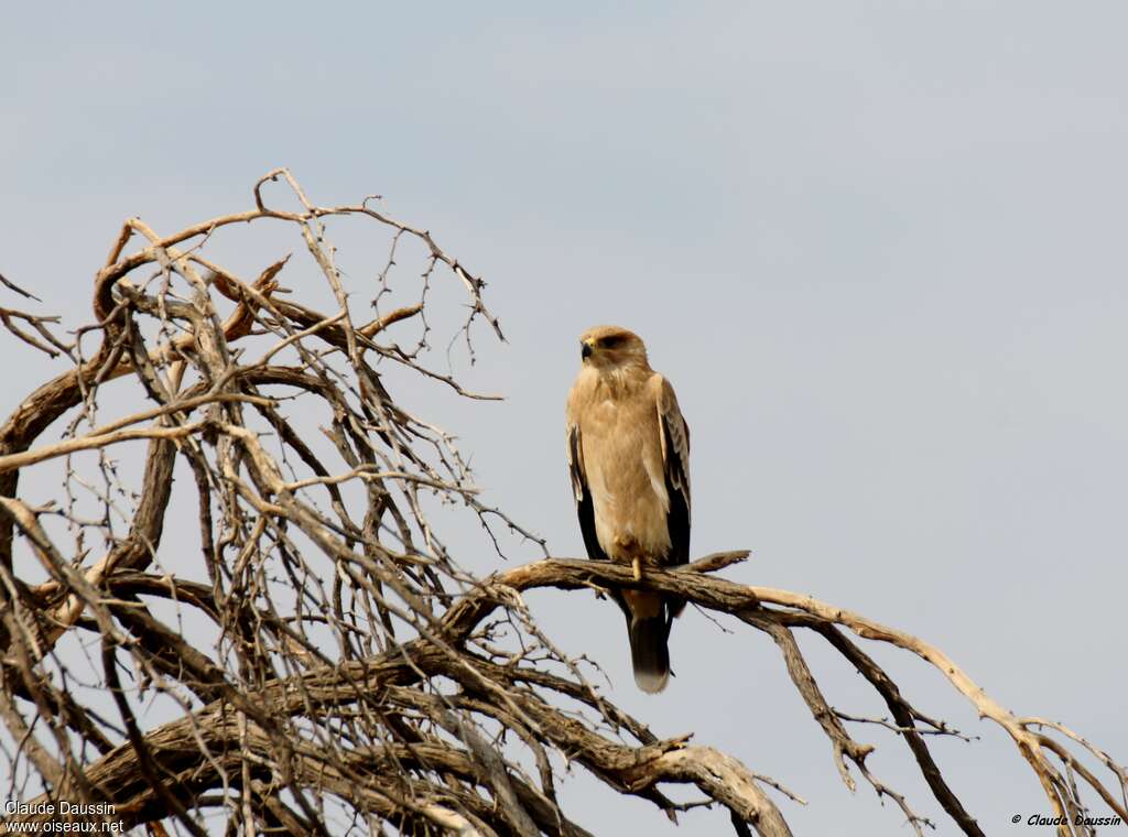 Aigle ravisseur