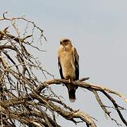 Tawny Eagle