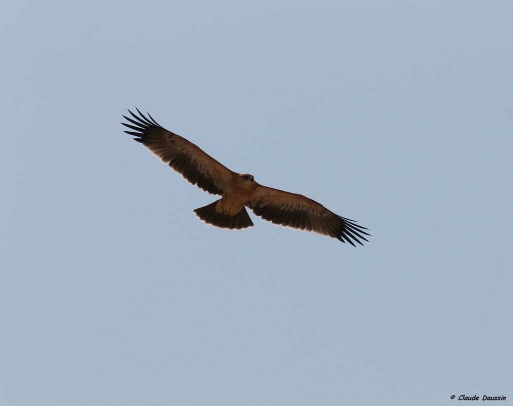 Tawny Eagle