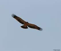 Tawny Eagle