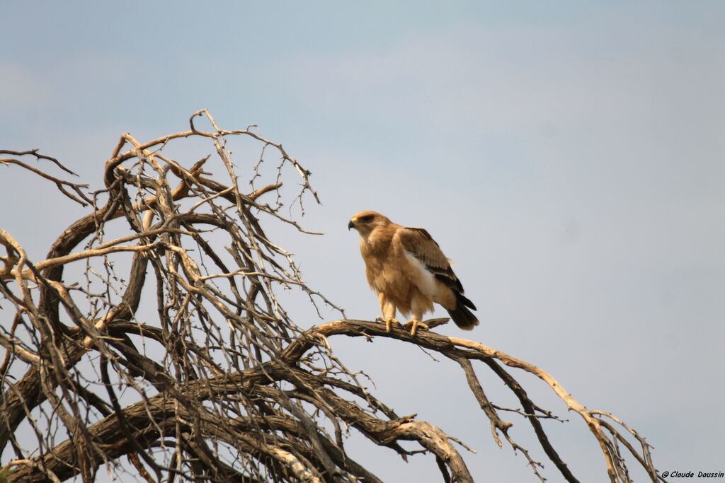 Tawny Eagle