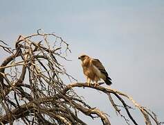 Tawny Eagle