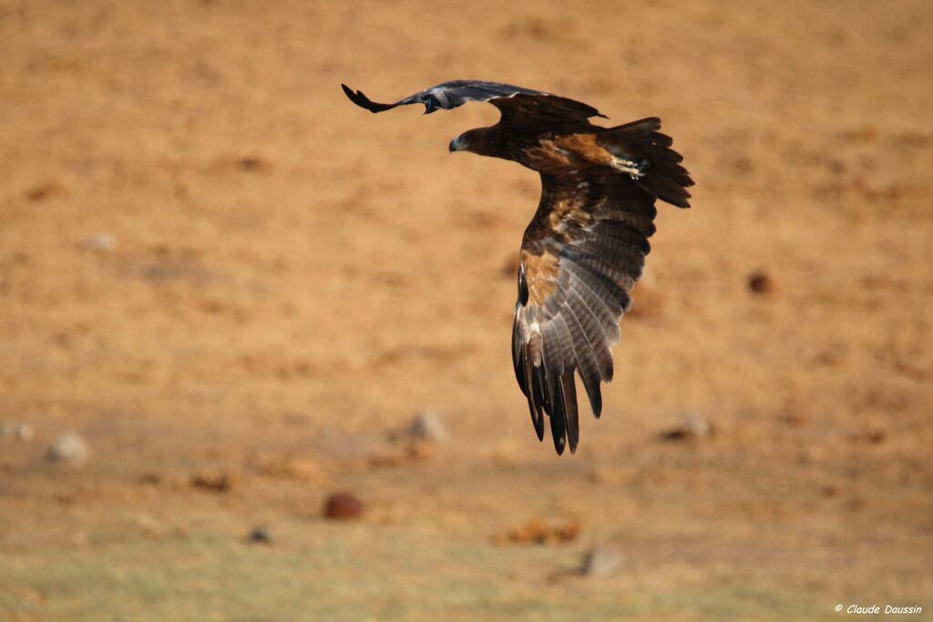 Aigle ravisseur