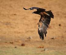 Tawny Eagle