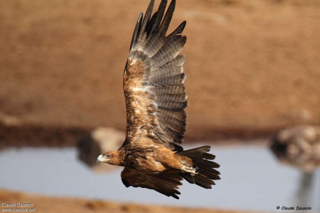 Tawny Eagle