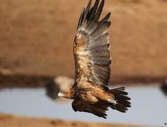 Tawny Eagle