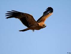 Tawny Eagle