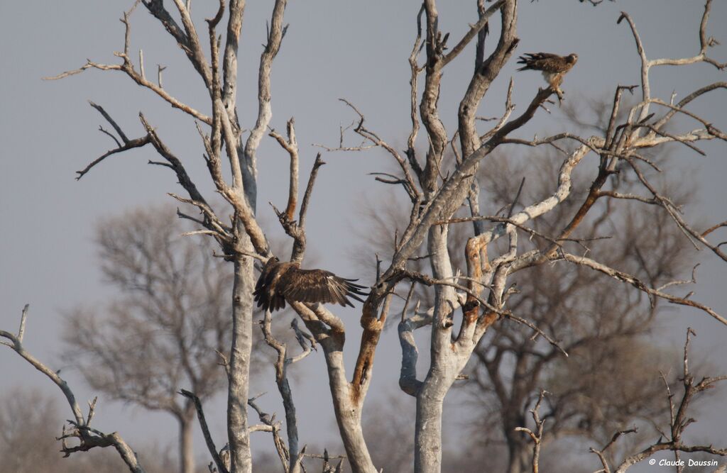 Tawny Eagle