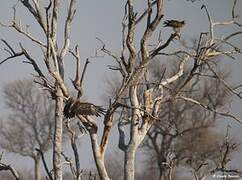 Tawny Eagle