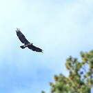 Aigle royal