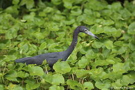 Little Blue Heron