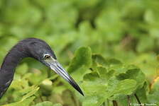 Aigrette bleue