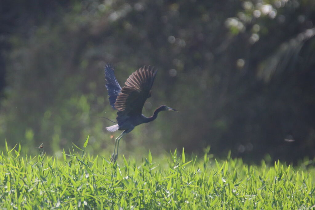 Little Blue Heron