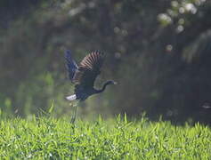 Little Blue Heron