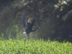 Little Blue Heron