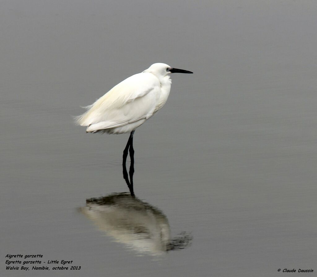 Little Egret