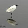 Aigrette garzette